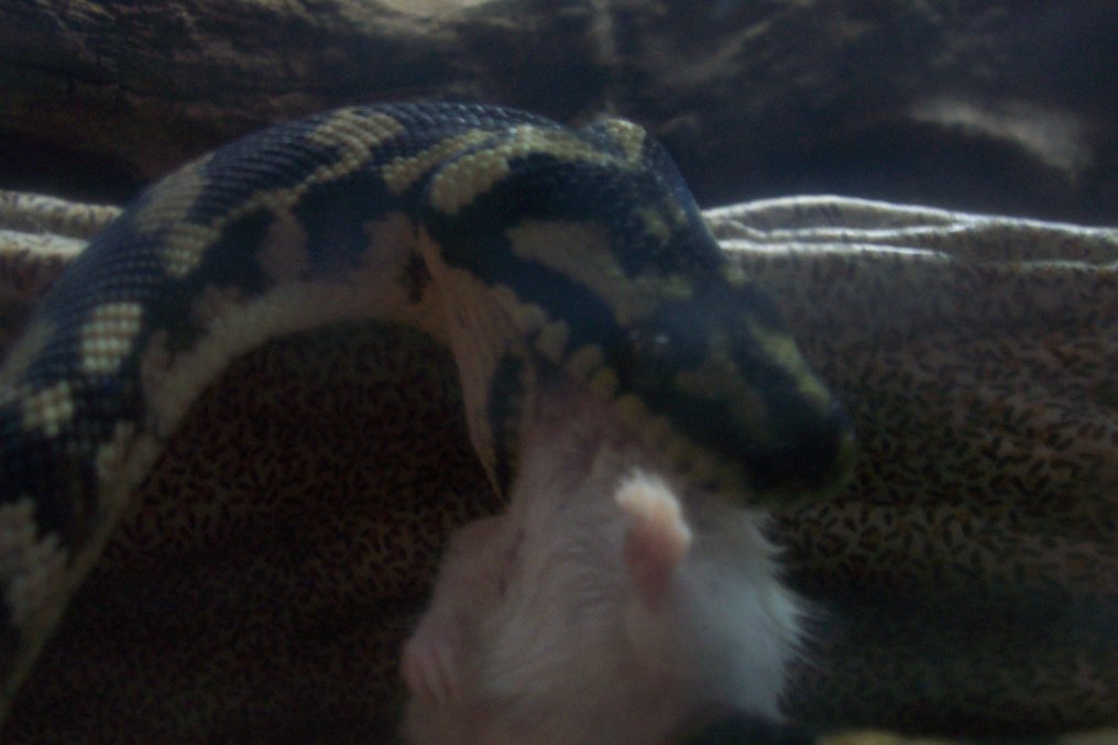 Irian Jaya Carpet Eating