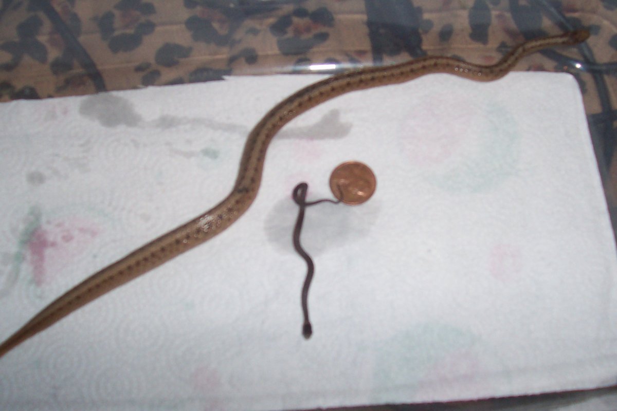 IM A DADDY!
