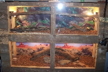 Custom Built Cage