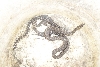Daily Snake Capture