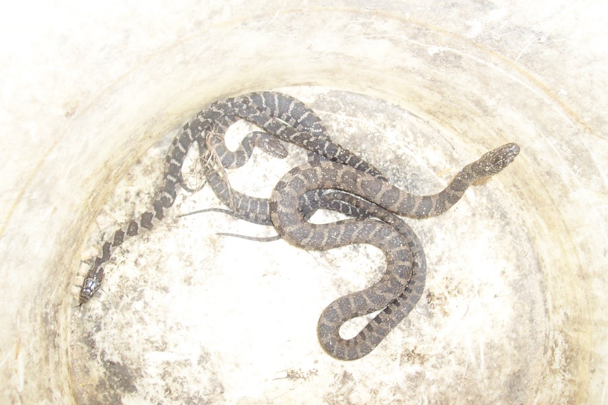 Daily Snake Capture