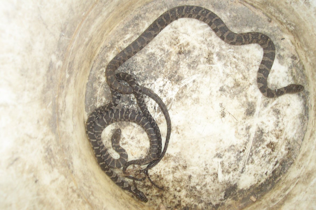 Daily Snake Capture