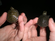 oddball and turtle