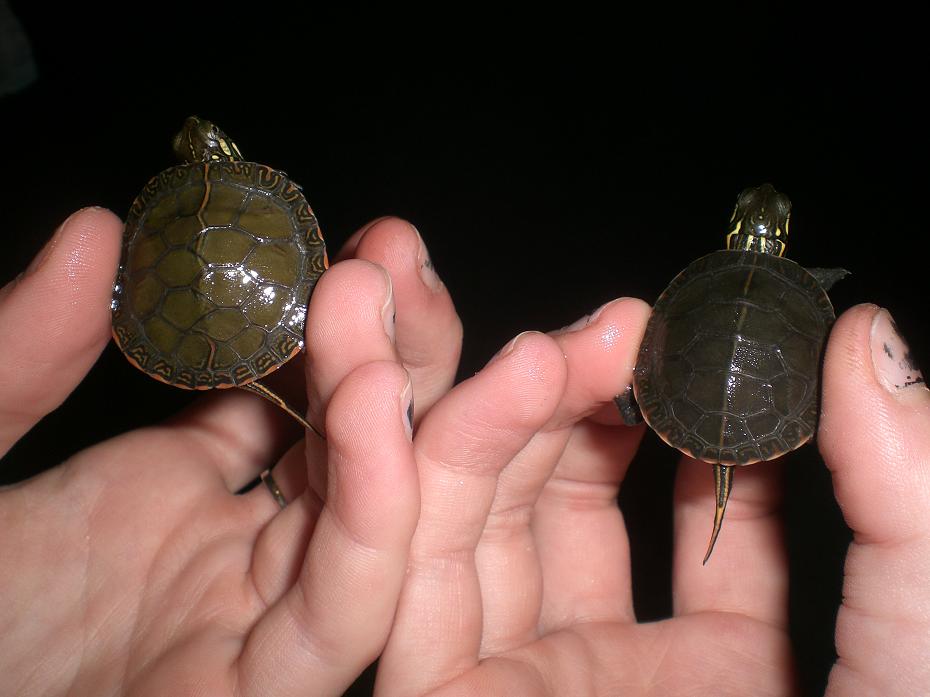 oddball and turtle