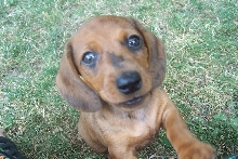 My new Puppy!