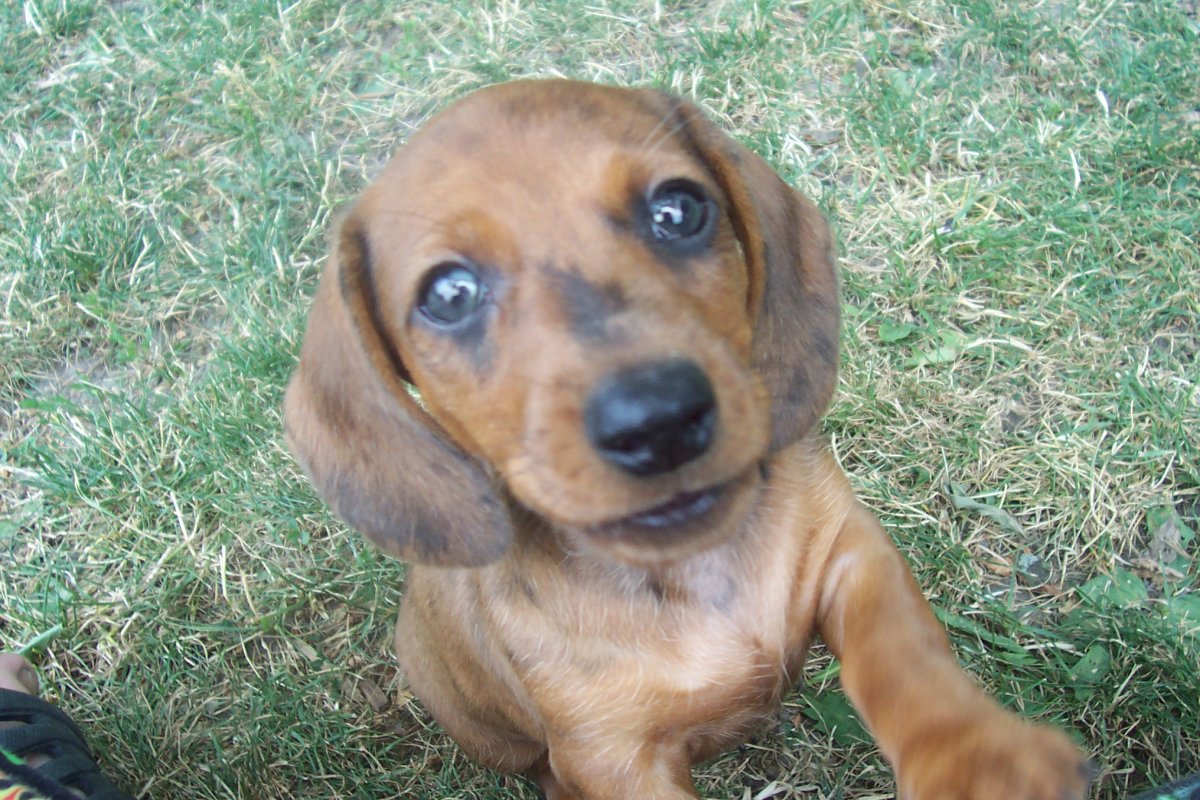 My new Puppy!
