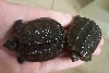 Common snappers