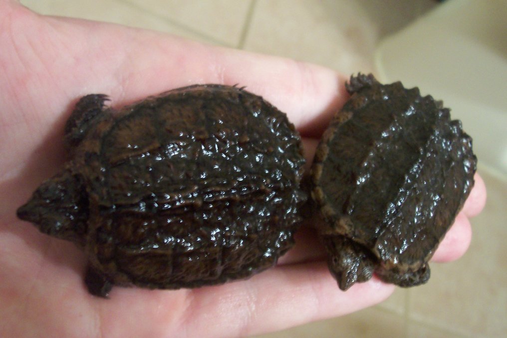 Common snappers