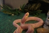 Snow-white Meany