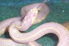 Snow-white Tounge