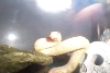 Snow-white