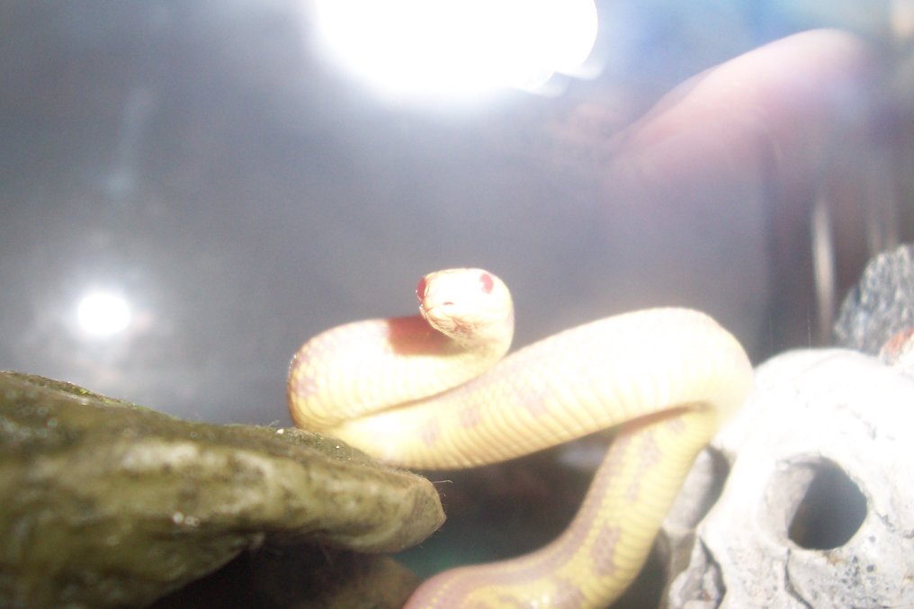 Snow-white