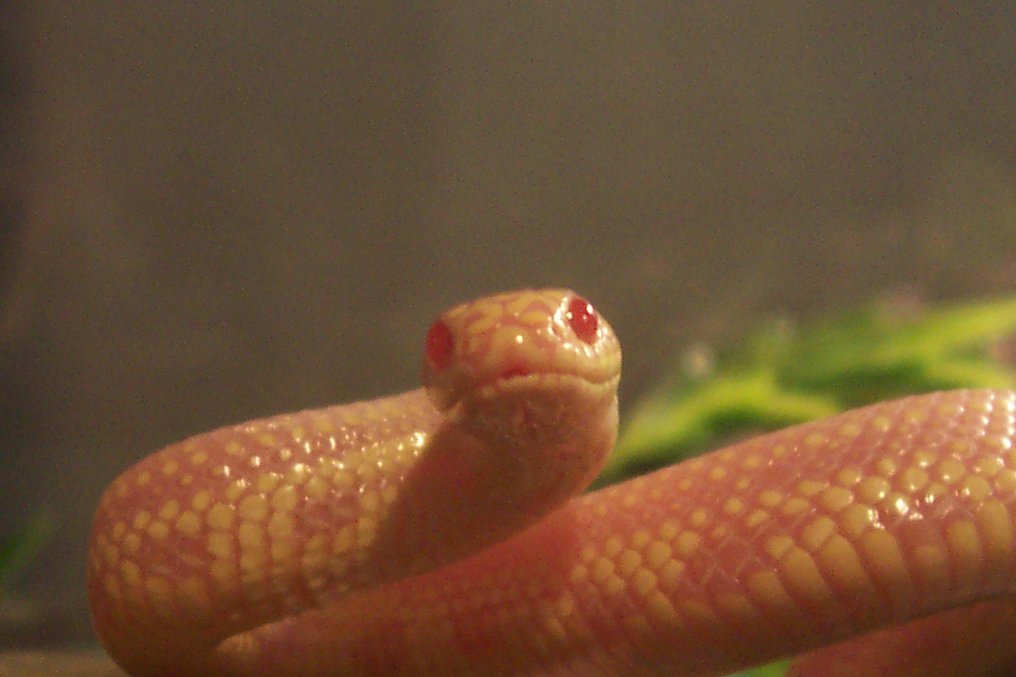 Another of her staring