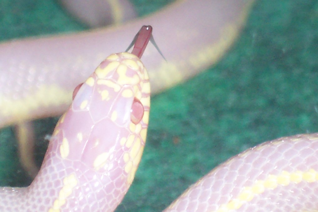 Tounge shot