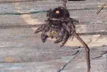 Cool Spider2