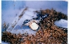 Vinegaroon with Eggs