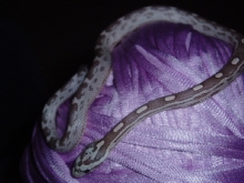 violet