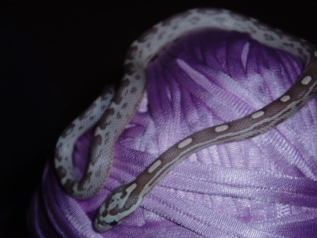 violet