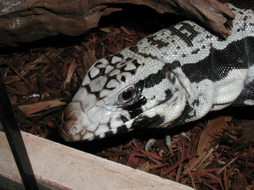 Blue Tegu Profile