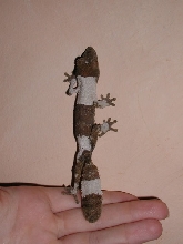 Pied Baby Henkeli