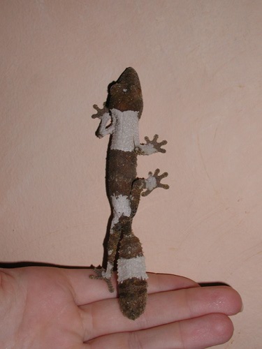 Pied Baby Henkeli