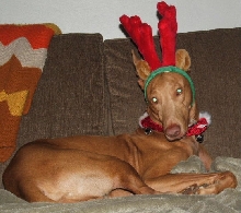 Xmas Dress Up