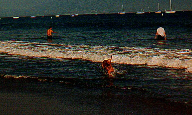 Pharaoh Hound at the Beach