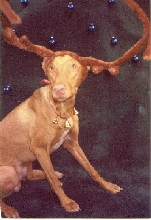 HOLIDAY PHARAOH HOUND