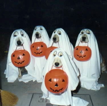 Doggie Halloween