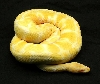 Classic Albino
