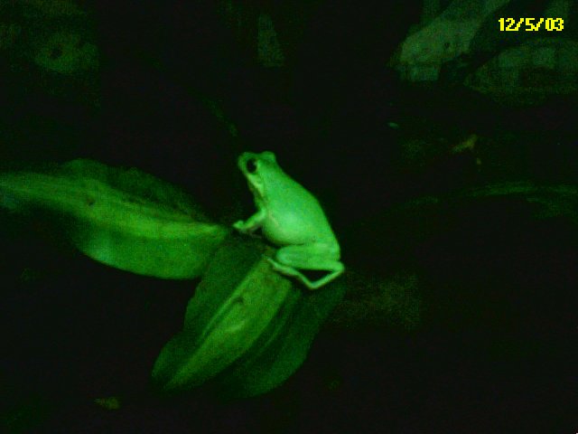 Green Treefrog