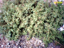 Plant ID?