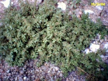 Plant ID?