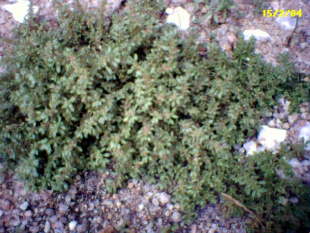 Plant ID?
