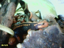 Emperor Newt