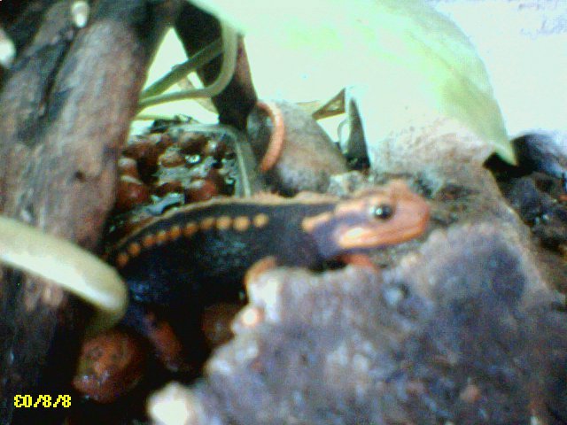 Emperor Newt