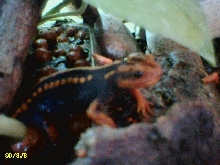 Emperor Newt