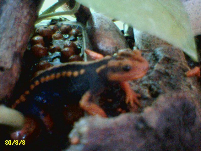 Emperor Newt