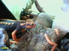Emperor Newt