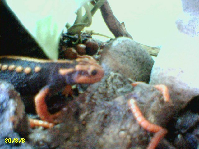 Emperor Newt