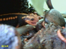 Emperor Newt