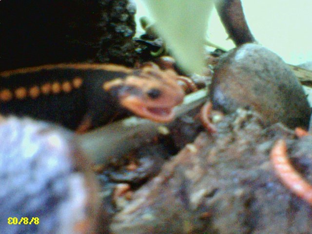 Emperor Newt