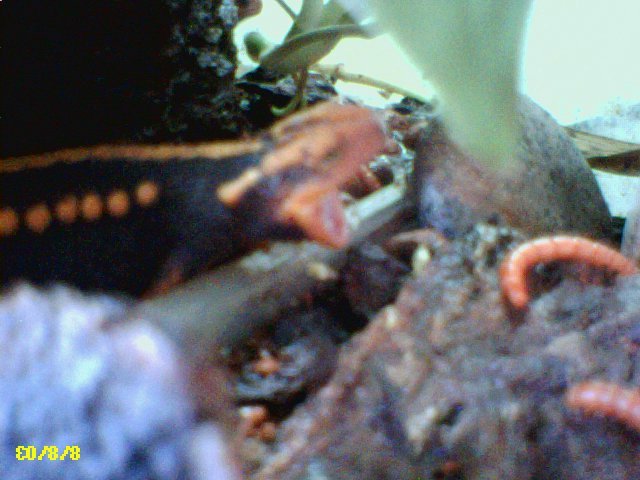 Emperor Newt