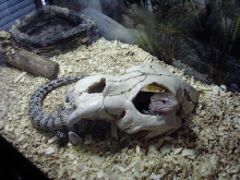 Mojo - afternoon snack