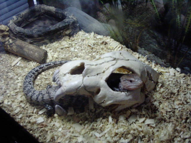 Mojo - afternoon snack