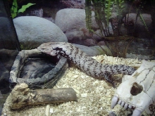 Mojo - chillin