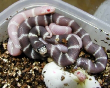 Desert Albino & Hypo Cal king