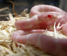 red eye