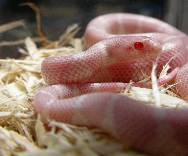 red eye