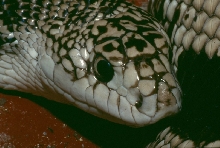Pine snake